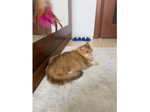 Golden Rengi Yetişkin British Longhair