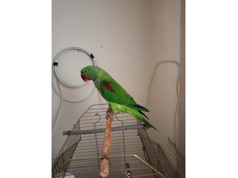 Erkek Alexander Papağanı 10 Aylık