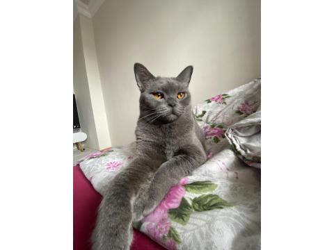Sevimli British Shorthair Kızımız İçin Yuva Arıyoruz