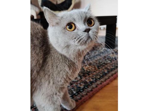 Anne Kedimiz Ve Kızı