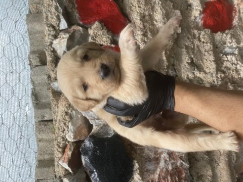 Golden Retriever Yavrular