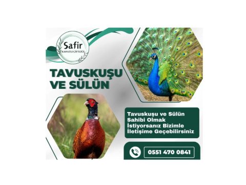 Tavus Kuşu Ve Sülün