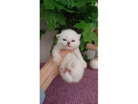 British Shorthair Yavrular
