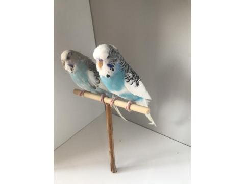 Bulut Mavisi Takım Muhabbet Kuşlar