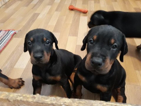 Show Kalite Doberman Köpekler