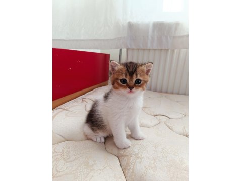 Dünyalar Tatlısı British Yavrularımız Yeni Yuvalarını Arıyor