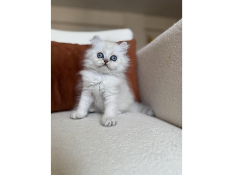 Özel Tip Silver Point British Kedimiz