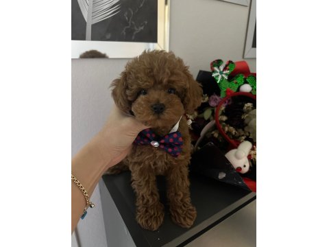 Korenin Babası Poodle