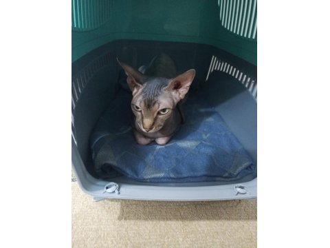 Sfenks Dişi 1.5 Yaş Acil