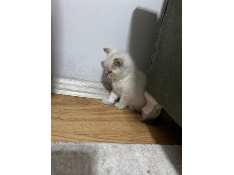 Güzel British Shorthair Bebeklerim