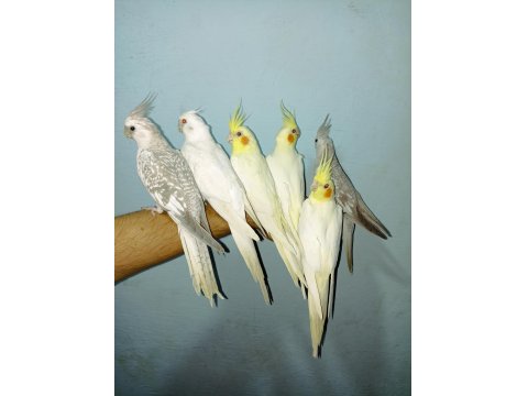 Ev Üretimi Yerli Sultan Papağan Yavruları