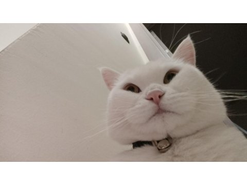 British Shorthair Acil Ücretsiz Sahiplendirilecektir