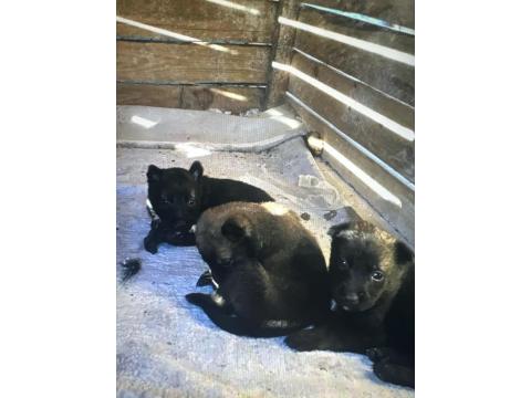 55 Günlük İki Dişi Belçika Kurdu