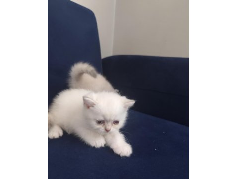 British Yavrularımız Yeni Yuvalarına Gitmeye Hazırlar