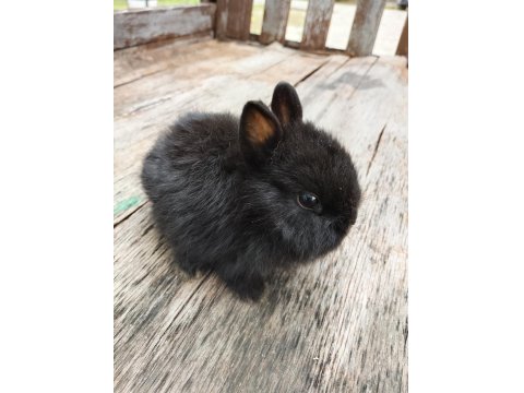 Hollanda Cüce Tavşanı Yavrular