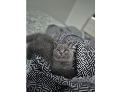 2 Aylık British Shorthair Kızımız
