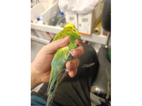 Show Muhabbet Kuşu 2025