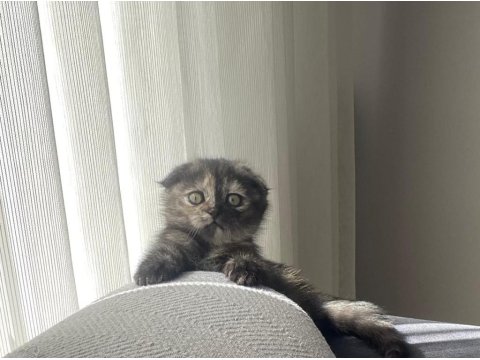 Scottish Fold Kedimizi Sahiplendirmek İstiyorum