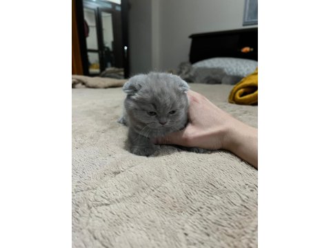 6 Tane Yavru Minnoş Kedilerim Var