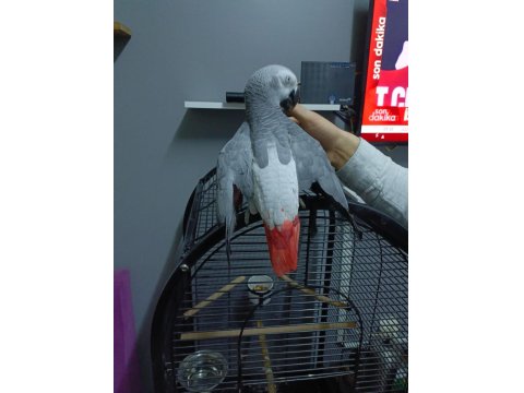 Kapalı Bilezikli Red Faktör Jako Papağanı