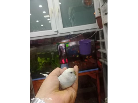 Prehistoricpets Garantisi İle Muhabbet Kuşları