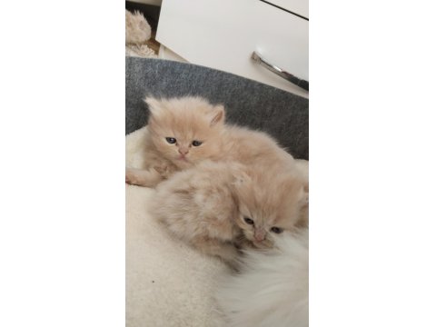 Yumuş İran Kedileri