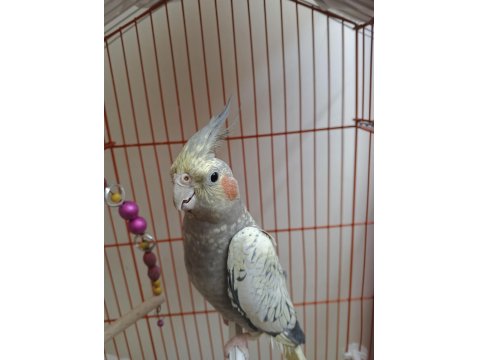 4 Aylık Sultan Papağanı