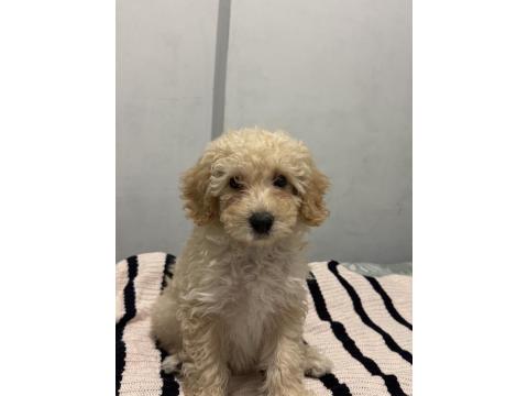 3 Aylık Toy Poodle