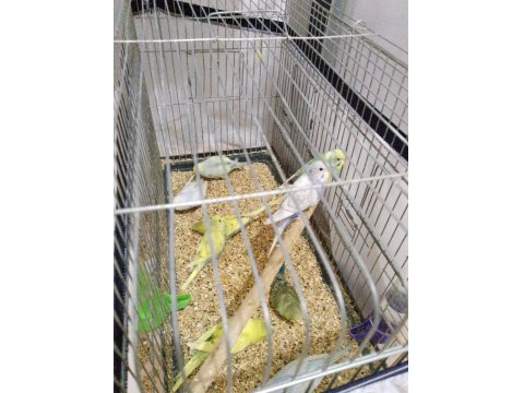 Ev Üretimi Muhabbet Kuşlar 9 Adet Yeni Yem Yemeye Başlamış Bebekler