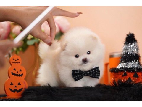 Pomeranian Boo Micro Ayıcık Surat