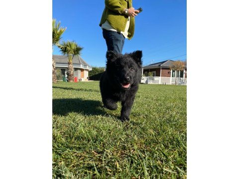 Solid Black (Siyah) Alman Kurdu Yavruları