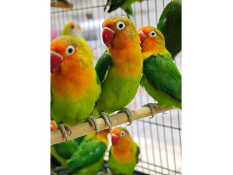 Sevda Cennet Papağanlar Yavrular Uysal Ele Alışık El Besleme