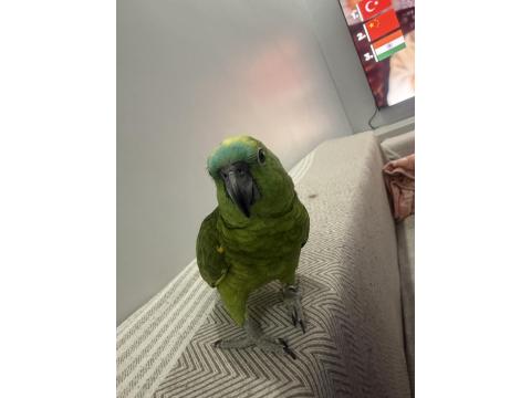 Konuşan Blue Front Amazon Papağan