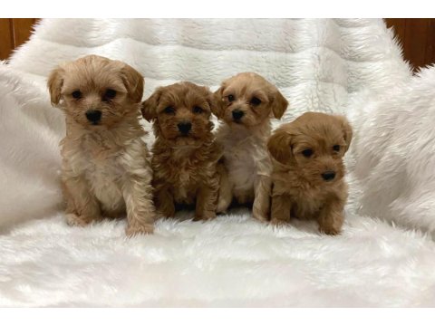 Teacup Mikro Boy Maltipoo Bebekler