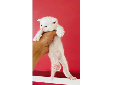 Kar Beyaz British Shorthair Erkek