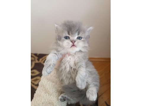 British Longhair Scottish Fold