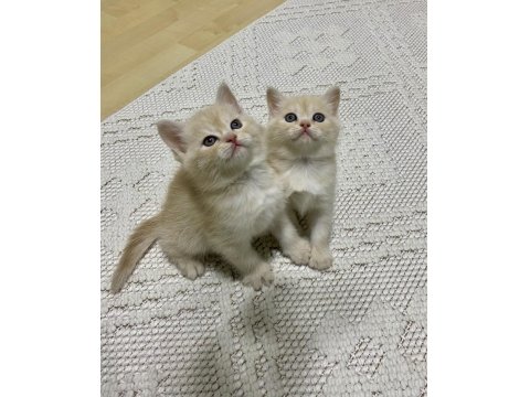 10 Gün Sonra Sütten Kesilmeye Hazır Rezerve Kediler