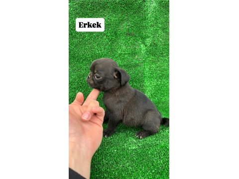 40 Günlük Pug Mops Yavrular