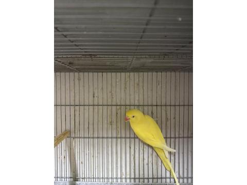 Mutasyon Pakistan Papağanı Takım