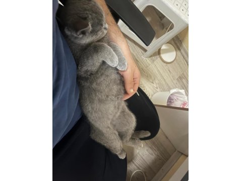 Tüm Eşyaları İle 5 Aylık Erkek British Shorthair