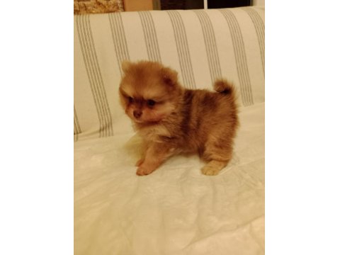 Ömürlük Irk Garantili Pomeranianlar