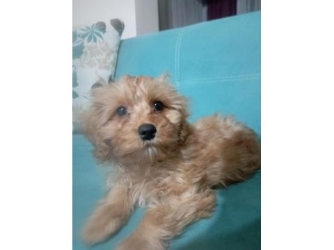 Dünyanın En Tatlı Maltipoo Bebeklerinden Biri