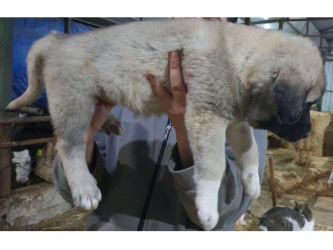6 Tırnaklı Özel Üretim Dev Kangal Yavrular
