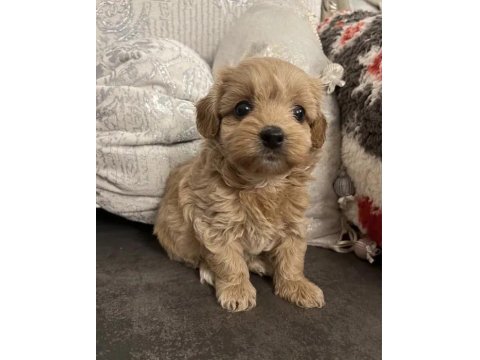 Oyuncak Gibi Maltipoo Bebeklerimiz