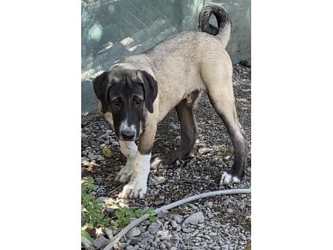 Aşıları Yapılı Köpeklerimizi Sahiplendiriyoruz