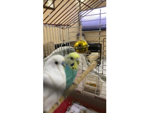 Çift Muhabbet Kuşumuz