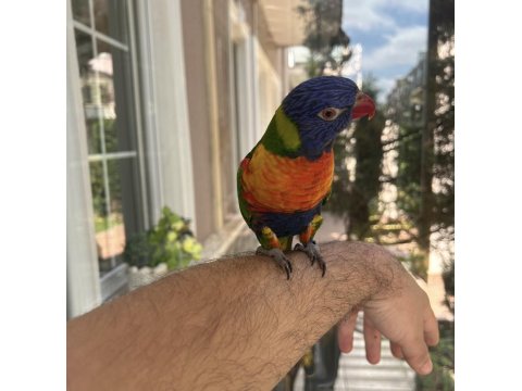 Özel Eğitimli Dans Eden Konuşan Maskot Lori