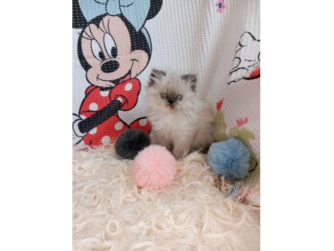 Yavru İran Kedileri