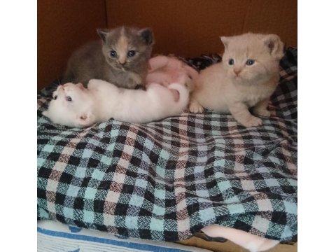 Biz 4 Kardeş Kediyiz Ki