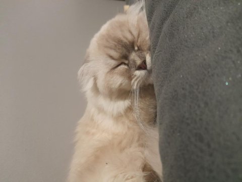 Kedimiz Reachera Yuva Arıyoruz